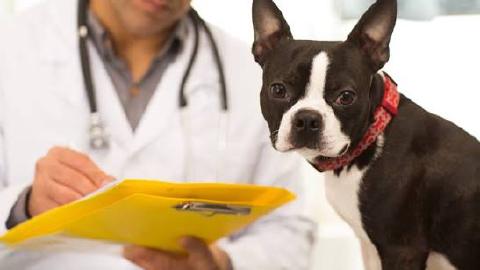Featured Image for Veterinary Abbreviations List: The Ones You See in Records Every Day